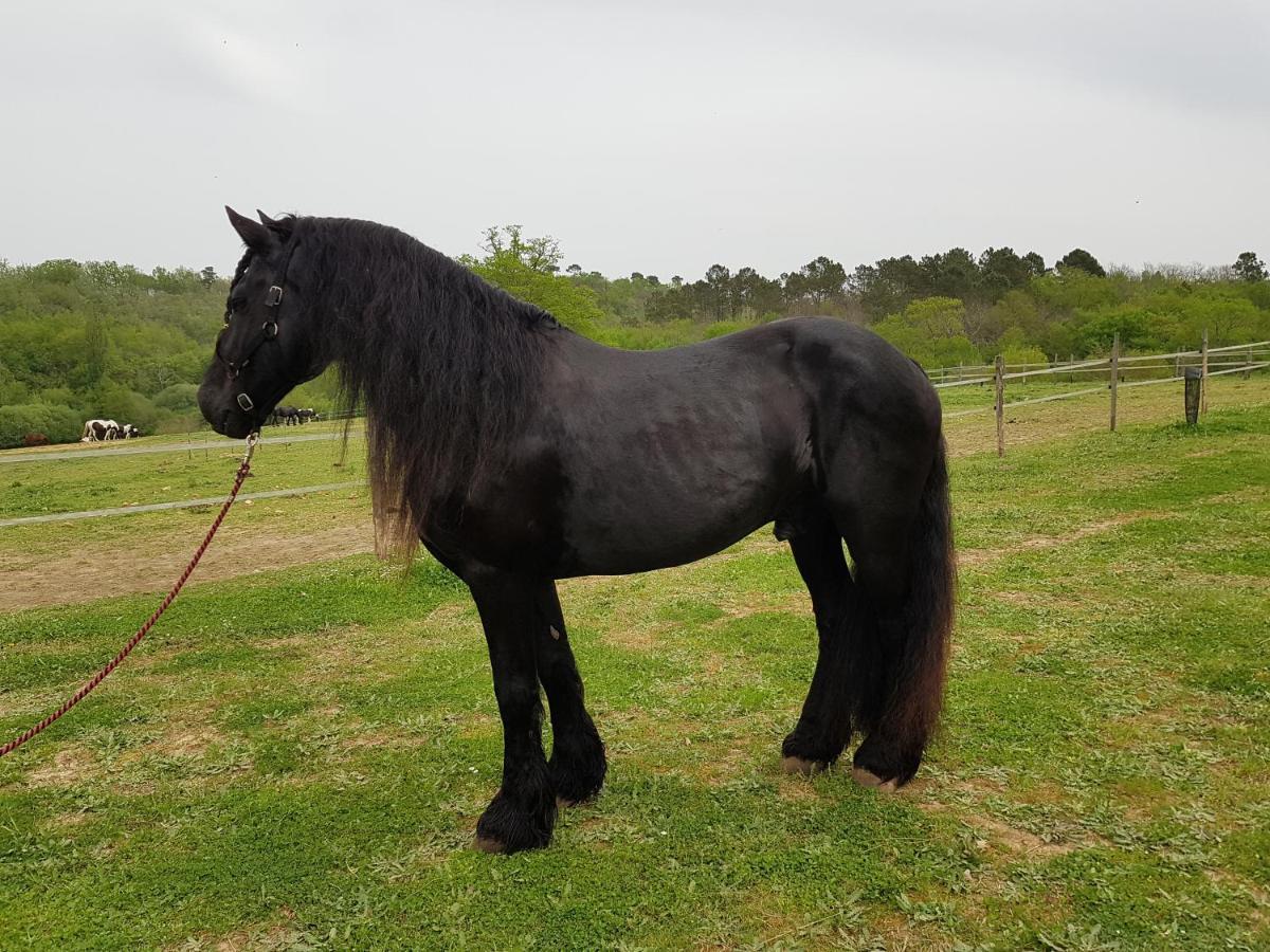Gite Equestre Domaine Des Crins - Monpazier Capdrot Eksteriør bilde