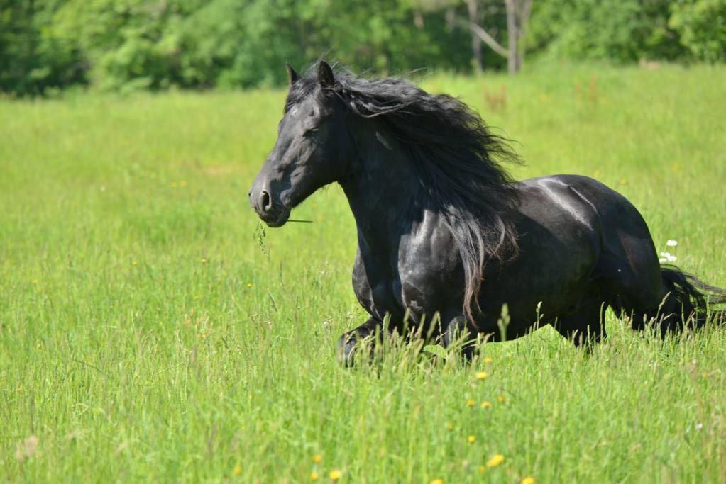 Gite Equestre Domaine Des Crins - Monpazier Capdrot Eksteriør bilde